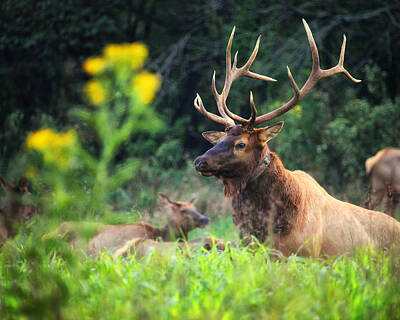 Renoir - Bull Elk Rutting in Boxley Valley by Michael Dougherty