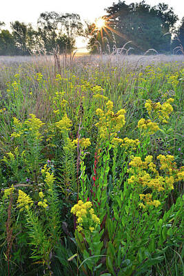 Aloha For Days - Bull Valley Prairie Wildflowers by Ray Mathis