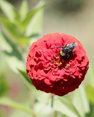 John Moyer Royalty-Free and Rights-Managed Images - Bumble Bee on Zinnia by John Moyer