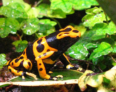 Photo Royalty Free Images - Bumble Bee Poison Frog Royalty-Free Image by Donna Brown