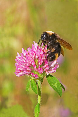 Florals Royalty-Free and Rights-Managed Images - Bumble Bee by Randall Ingalls