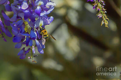 Michael Tompsett Maps - Bumblebee and Wisteria by Kimberly Blom-Roemer