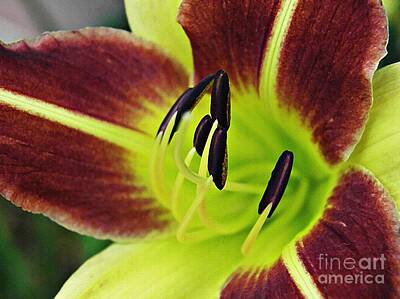 Lilies Photos - Burgundy and Yellow Lily by Sarah Loft