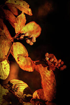 Ps I Love You Rights Managed Images - Burnt Autumn Berries 6043 H_3 Royalty-Free Image by Steven Ward