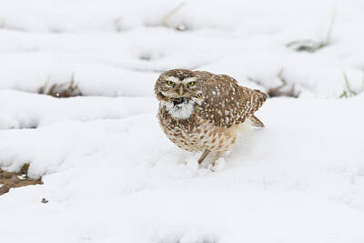 Design Pics - Burrowing Owl Calls in the Snow by Tony Hake