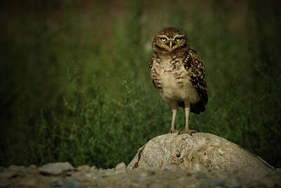 Book Quotes - Burrowing Owl Standing So Proud by Renee Sinatra