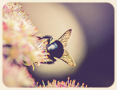 Achieving - Busy Bee - Happy Trails - Macro by Black Brook Photography