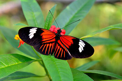 On Trend Breakfast Royalty Free Images - Butterfly 2 Royalty-Free Image by Kirk Siegler