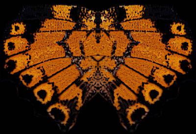 Space Photographs Of The Universe - Butterfly Abstract by Jeff Phillippi