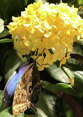 Car Photos Douglas Pittman - Butterfly on Buttery Flower by Barbie Corbett-Newmin