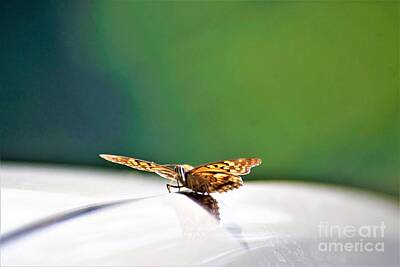 Christmas Christopher And Amanda Elwell - Butterfly on my car5 by Merle Grenz