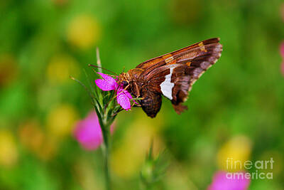 Luck Of The Irish - Butterfly - Silver-spotted Skipper  by Kerri Farley