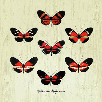 Vintage French Fashion Royalty Free Images - Butterfly004_Heliconius Melpomene Royalty-Free Image by Bobbi Freelance