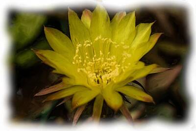 Mans Best Friend Rights Managed Images - Cactus Flower Royalty-Free Image by Ronald Raymond