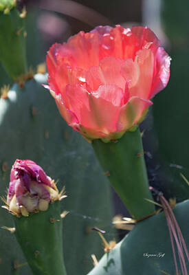 Abtracts Laura Leinsvencner Royalty Free Images - Cactus Flower Royalty-Free Image by Suzanne Gaff