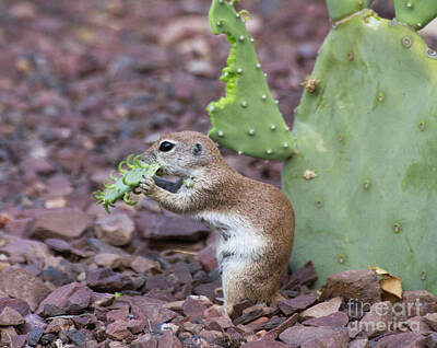 Queen - Cactus for dinner by Ruth Jolly