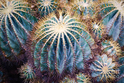 For The Cat Person - Cactus in the Flower Dome by Stefan H Unger