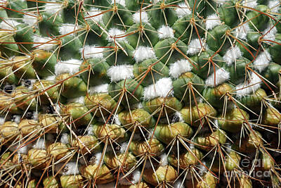 Rustic Cabin - Cactus plant by George Atsametakis