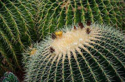 Floral Photos - Cactus by Susan McMenamin