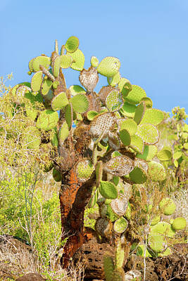 Rolling Stone Magazine Covers Rights Managed Images - Cactus trees in Galapagos islands Royalty-Free Image by Marek Poplawski