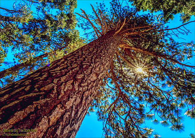 Baby Animal Heads Amy Hamilton - Giant Sequoia Trees II by LeeAnn McLaneGoetz McLaneGoetzStudioLLCcom