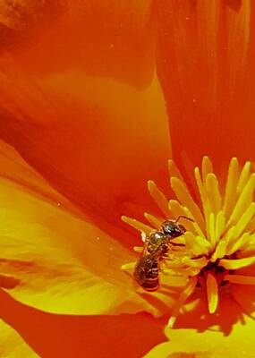 Caravaggio - California Bee on California Poppy by Scott L Holtslander