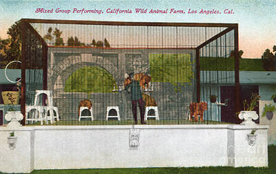 Cities Royalty-Free and Rights-Managed Images - California Wild Animal Farm circa 1910s by Sad Hill - Bizarre Los Angeles Archive