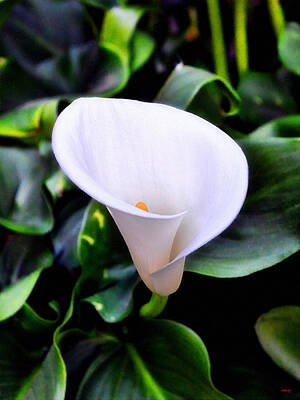 Lilies Rights Managed Images - Calla Lily Royalty-Free Image by Glenn McCarthy Art and Photography