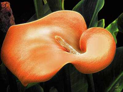 Lilies Digital Art - Calla Lily by Pennie McCracken