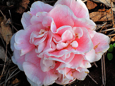 Go For Gold Rights Managed Images - Camellia flower Royalty-Free Image by Susanne Van Hulst