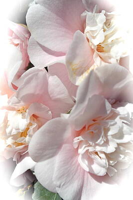 Space Photographs Of The Universe - Camellias Softly by Michele Myers