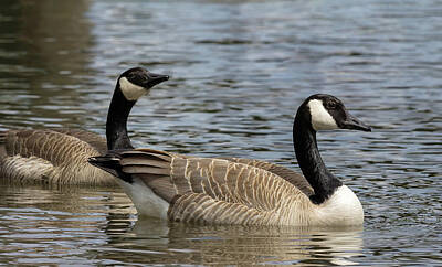 Vintage State Flags - Canada Geese Pair Swimming in Lake by Jit Lim