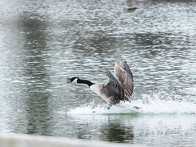 Granger Royalty Free Images - Canada Goose Landing 2 Royalty-Free Image by Ed Peterson