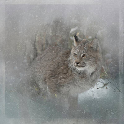 United States Map Designs Rights Managed Images - Canada Lynx Painted Royalty-Free Image by Teresa Wilson