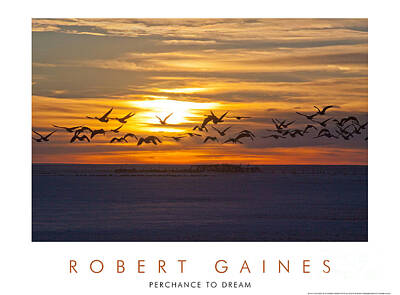 Millennial Trends Out Of Office - canadian Geese at Sunset 2 by Robert Gaines