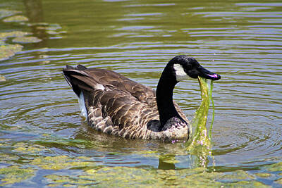 The Bunsen Burner Rights Managed Images - Canadian Goose Eating Algae  Royalty-Free Image by Selena Lorraine