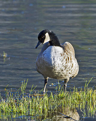 Black And White Beach Royalty Free Images - Canadian goose Royalty-Free Image by Gary Langley