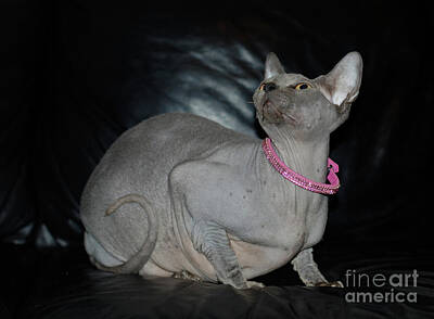 The Modern Diner Royalty Free Images - Canadian Sphynx cat Royalty-Free Image by Amir Paz