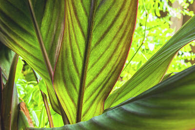 Ira Marcus Royalty-Free and Rights-Managed Images - Canna Leaves by Ira Marcus