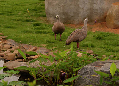 All You Need Is Love - Cape Barren Goose digital oil by Flees Photos