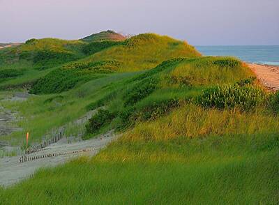 Snails And Slugs - Cape Cod Dunes by Juergen Roth