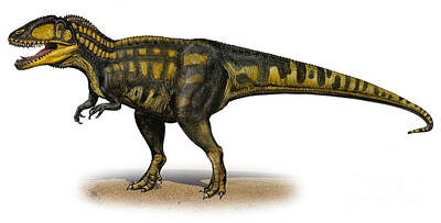 Reptiles Digital Art - Carcharodontosaurus Iguidensis by Sergey Krasovskiy