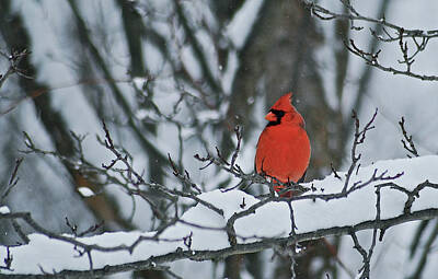 Animals Royalty-Free and Rights-Managed Images - Cardinal and snow by Michael Peychich