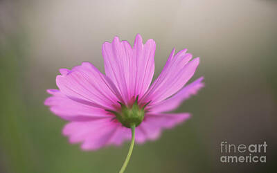 Impressionism Photos - Carefree Cosmo by Mike Reid
