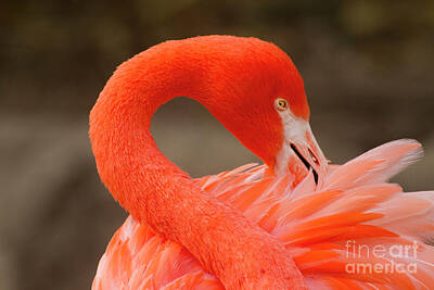 Temples - Caribbean Flamingo by Ruth Jolly