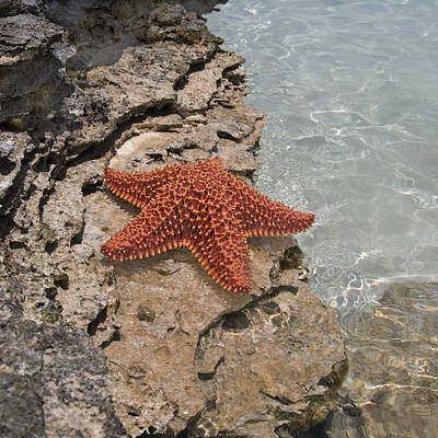 Terry Oneill Rights Managed Images - Caribbean Starfish Royalty-Free Image by Betsy Knapp