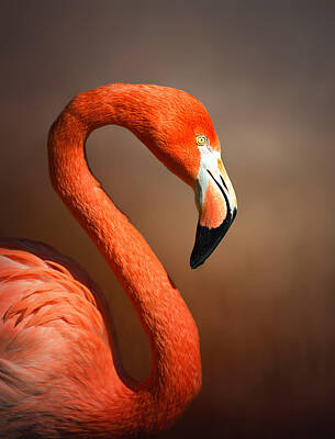 Portraits Royalty-Free and Rights-Managed Images - Caribean flamingo portrait by Johan Swanepoel