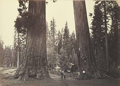 Spring Fling - Carleton E. Watkins 1829-1916 SECTION OF THE SENTINELS WITH PAVILION BUILT OVER THE STUMP OF THE BIG by Carleton E Watkins