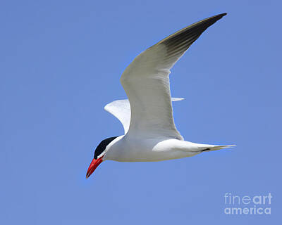 Game Of Thrones Rights Managed Images - Caspian Tern Royalty-Free Image by Dennis Hammer