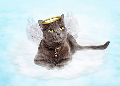 Train Photography - Cat Angel on Cloud in Heaven by Good Focused